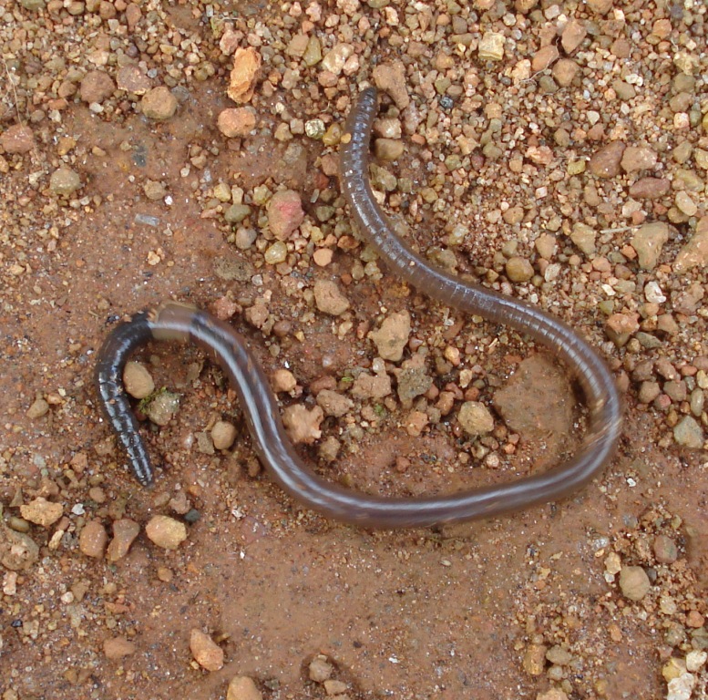 Earthworm baburac