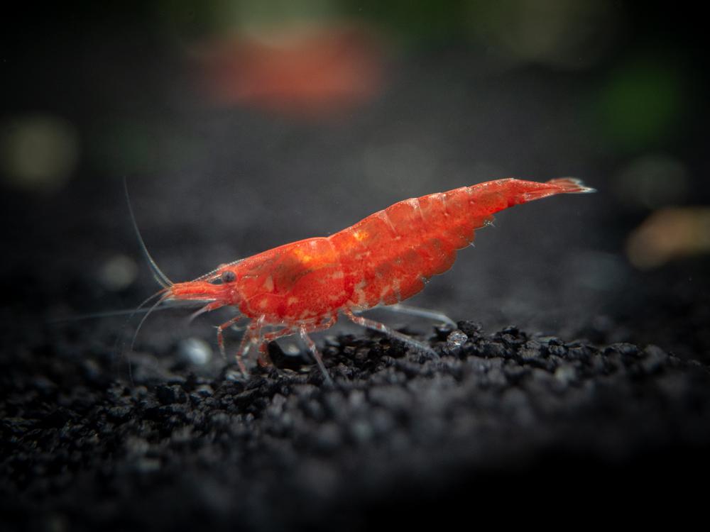 Sakura-Red-Cherry-Shrimp- baburac