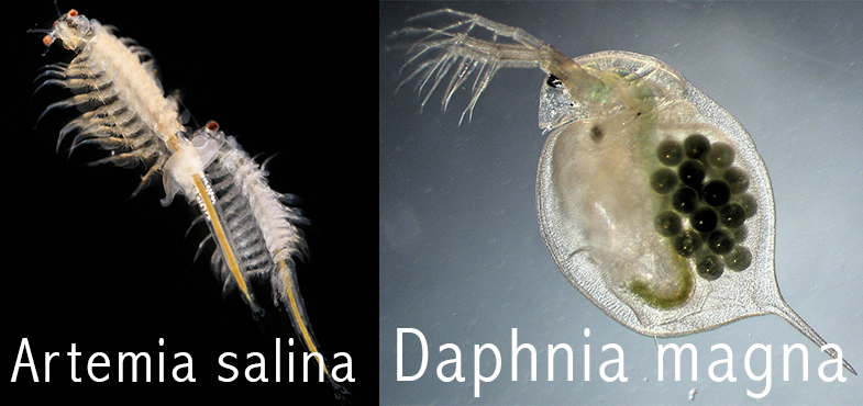 artemia salina and daphnia baburac ελλάδα