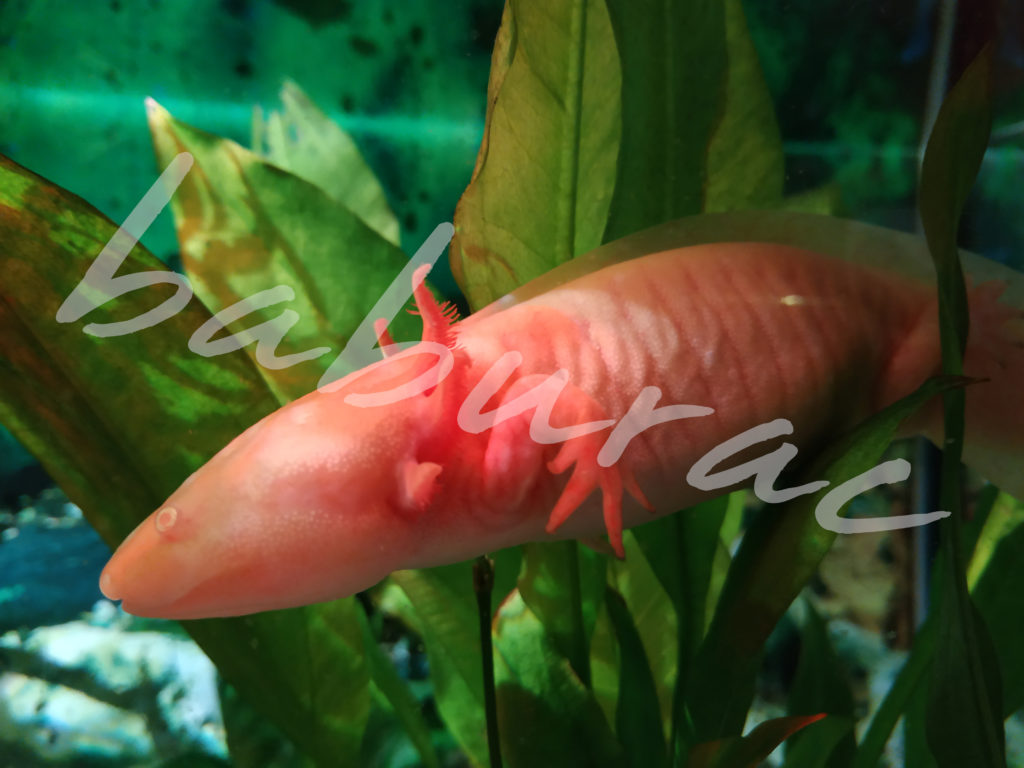 albino axolotl baburac