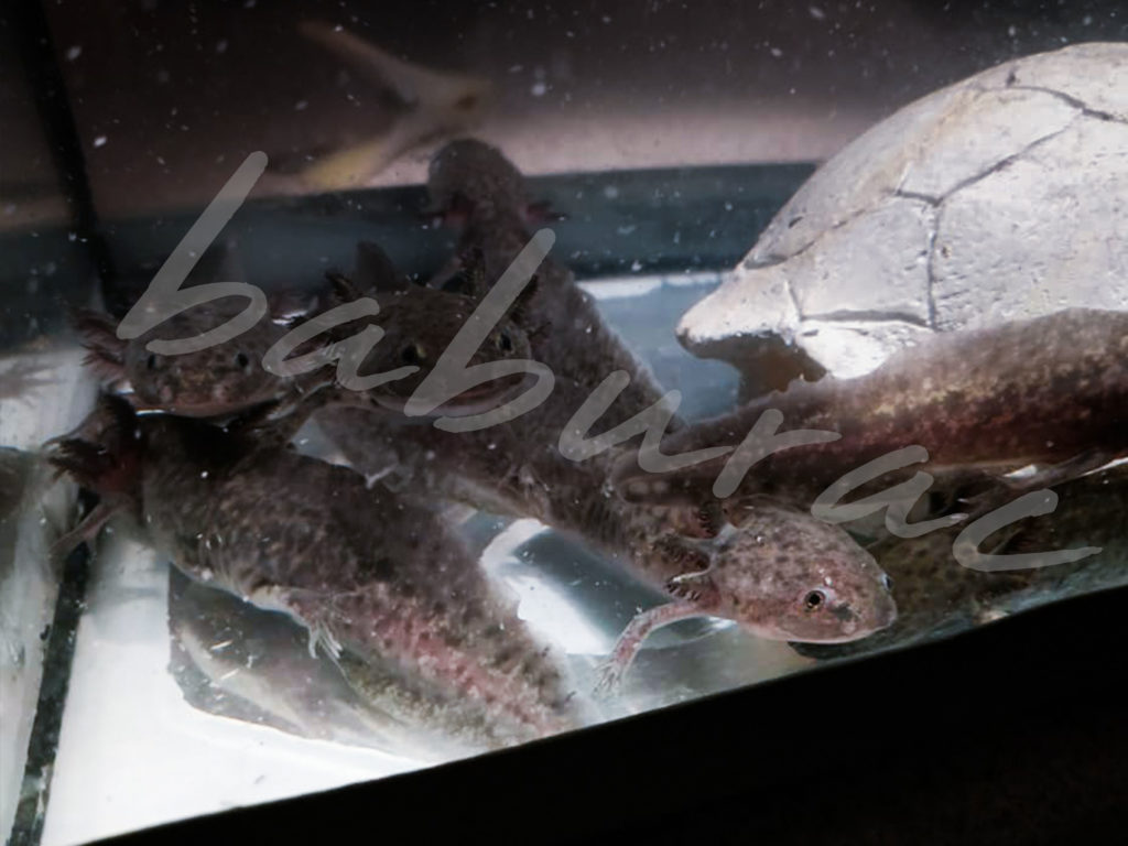 baby axolotls baburac ελλάδα