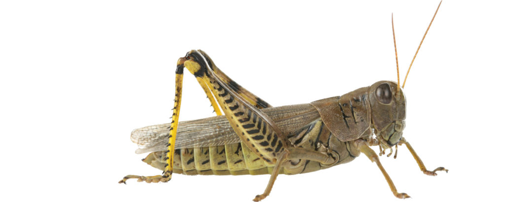 grasshopper ακρίδα baburac.com