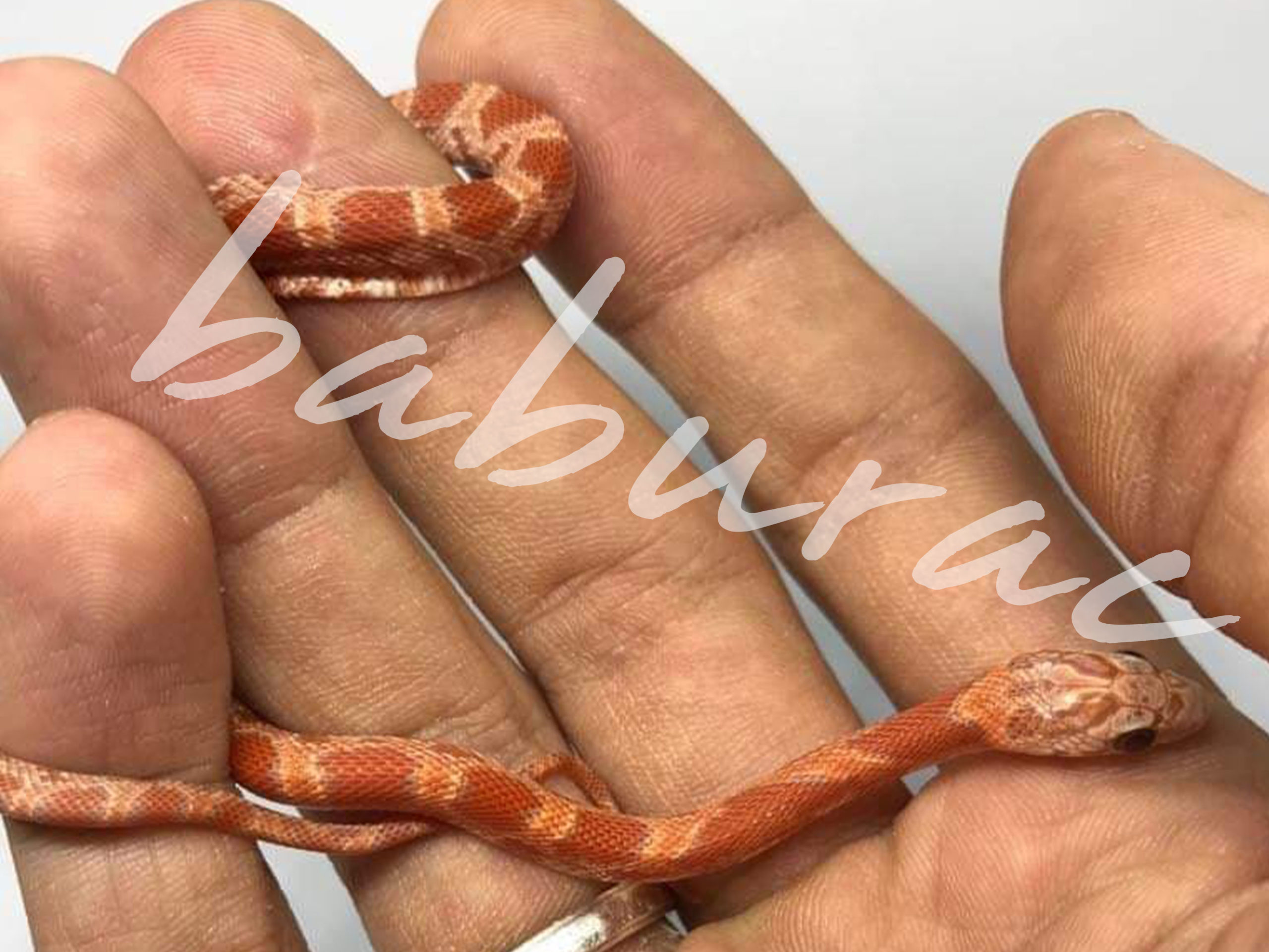 cornsnake baburac.com