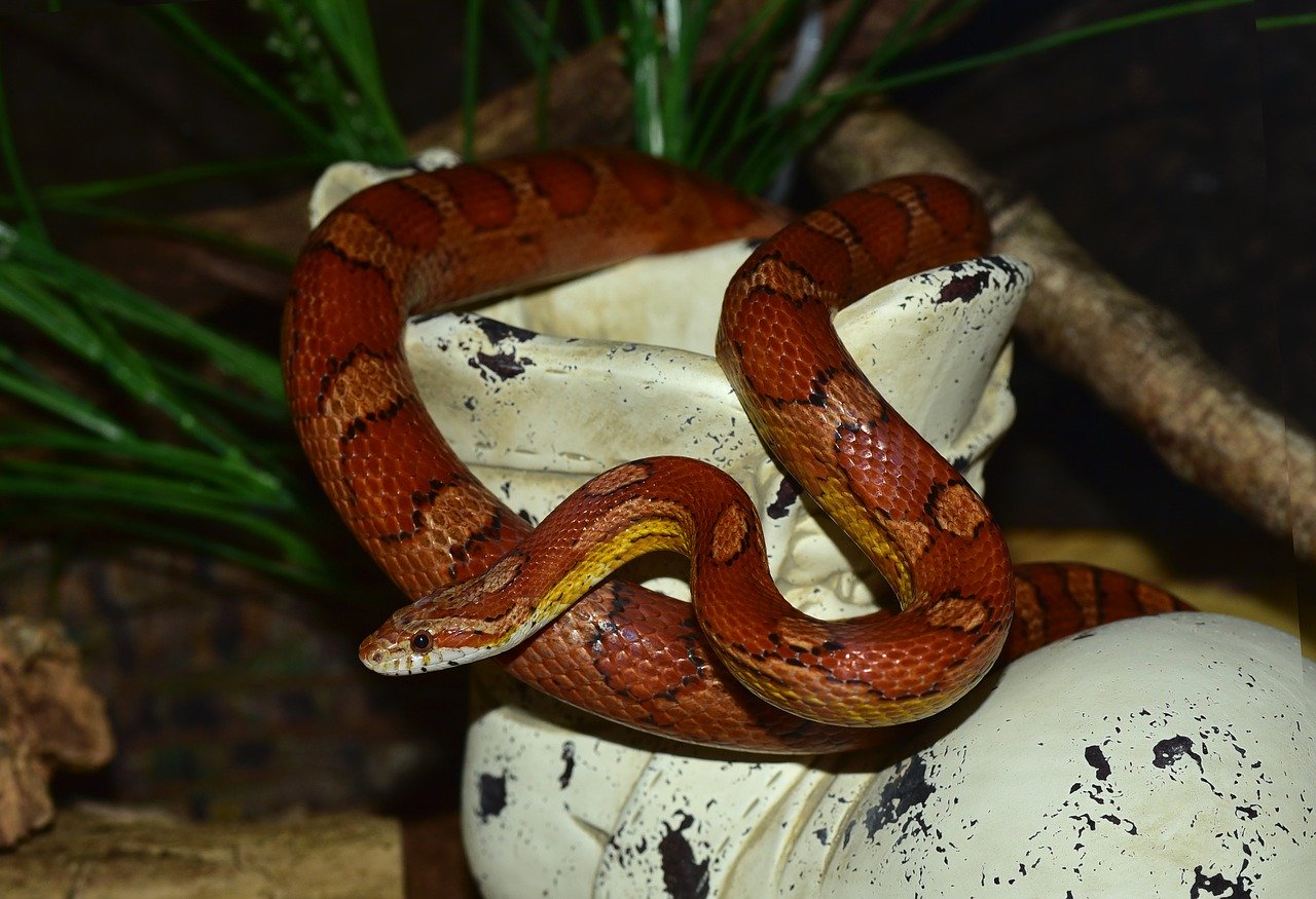 pantherophis baburac.com