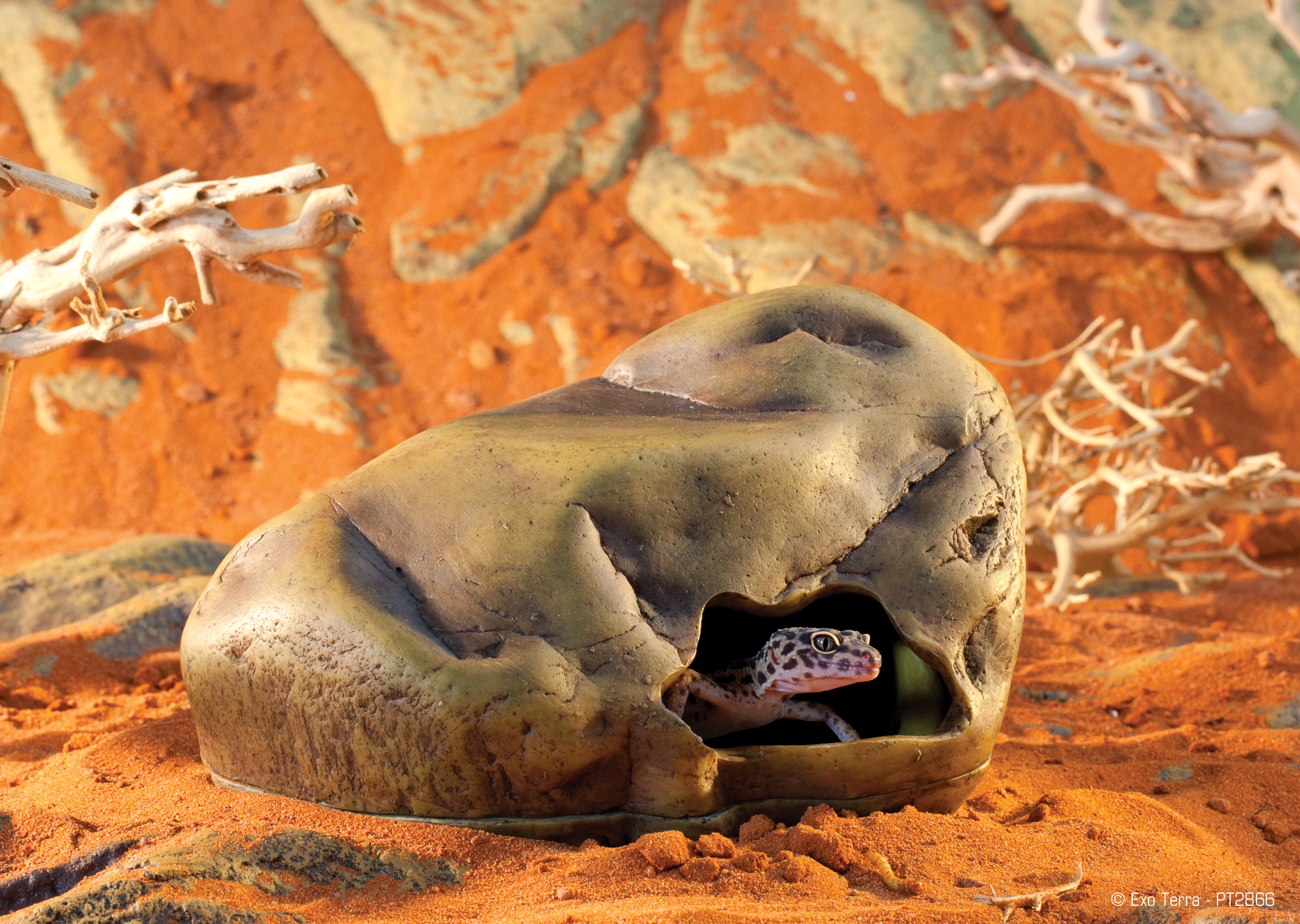 leopard gecko cave hide λεοπαρντ γκεκο baburac.com