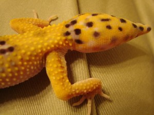 leopard gecko tail drop λεοπαρντ γκεκο baburac.com